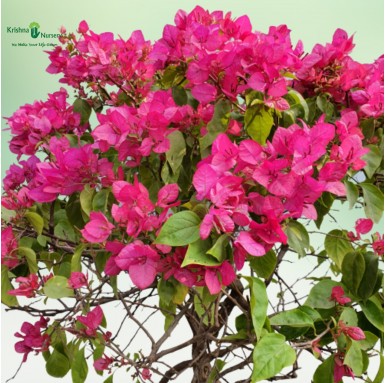 Bougainvillea Pink Flower Plant - Flower Plants -  - bougainvillea-pink-flower-plant -   