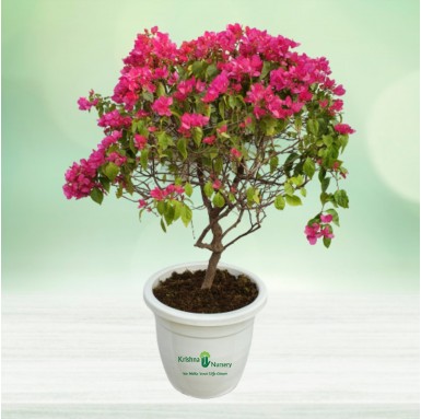 Bougainvillea Pink Flower Plant - 22 Inch - White Pot