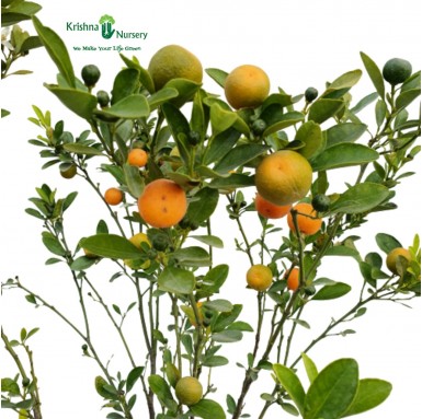 Dwarf Orange Plant - Fruit Plants -  - dwarf-orange-plant -   