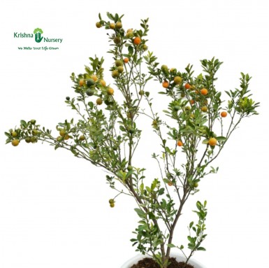 Dwarf Orange Plant - Fruit Plants -  - dwarf-orange-plant -   