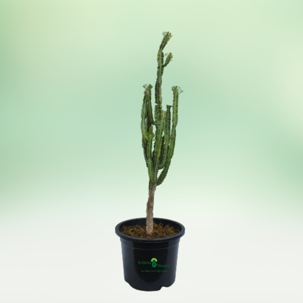 Green Cactus Plant - 12 Inch - Black Pot