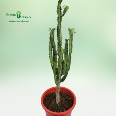 Green Cactus Plant - Cactus Plants -  - green-cactus-plant -   