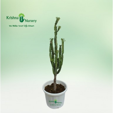 Green Cactus Plant - 12 Inch - White Pot