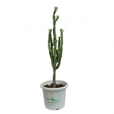 Green Cactus Plant - 12 Inch - White Pot