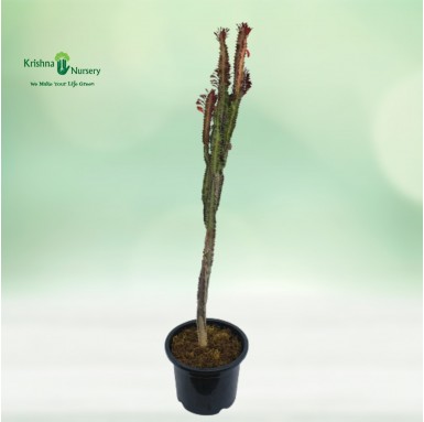 Red Cactus Plant