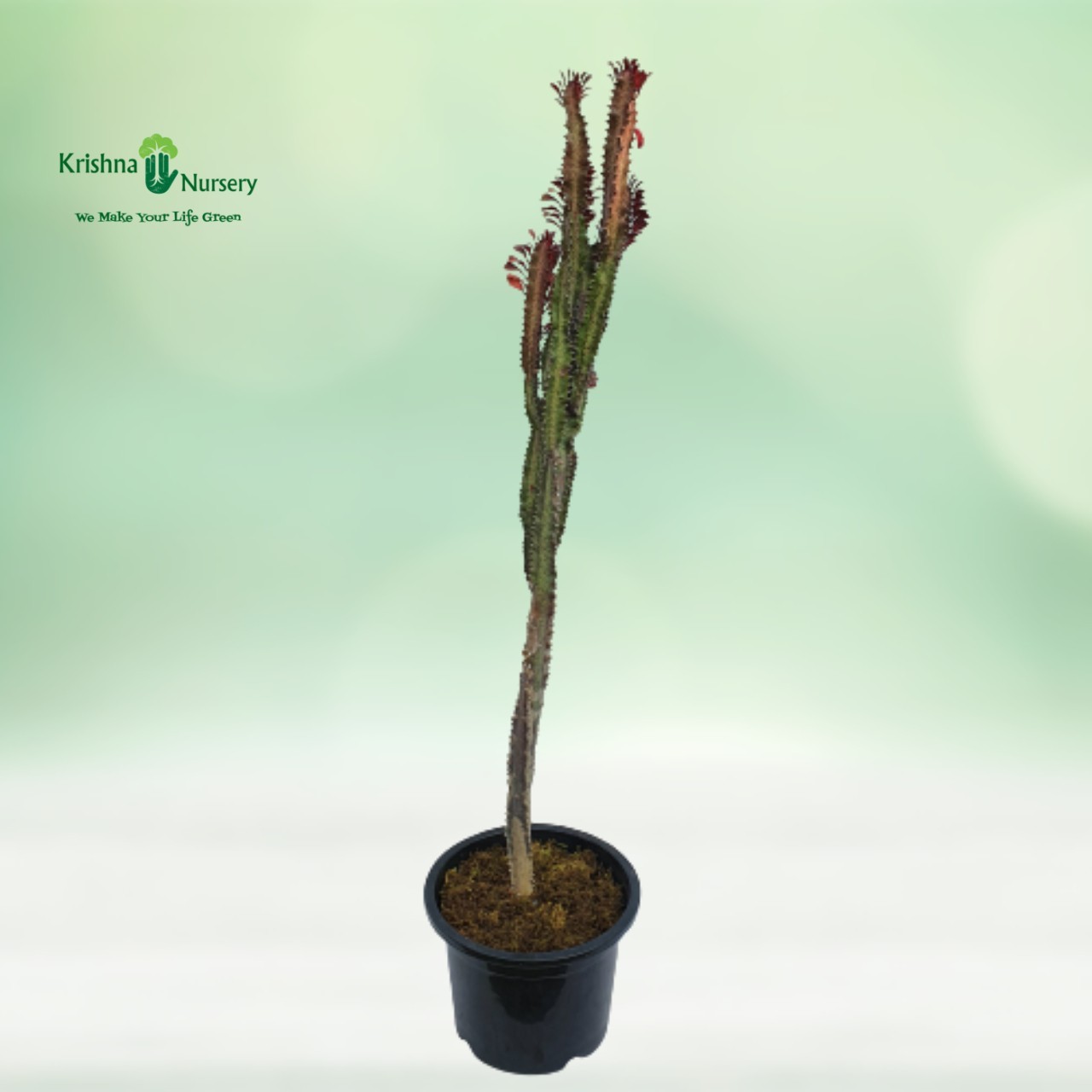 Red Cactus Plant - 12 Inch - Black Pot