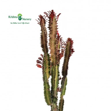 Red Cactus Plant - Cactus Plants -  - red-cactus-plant -   