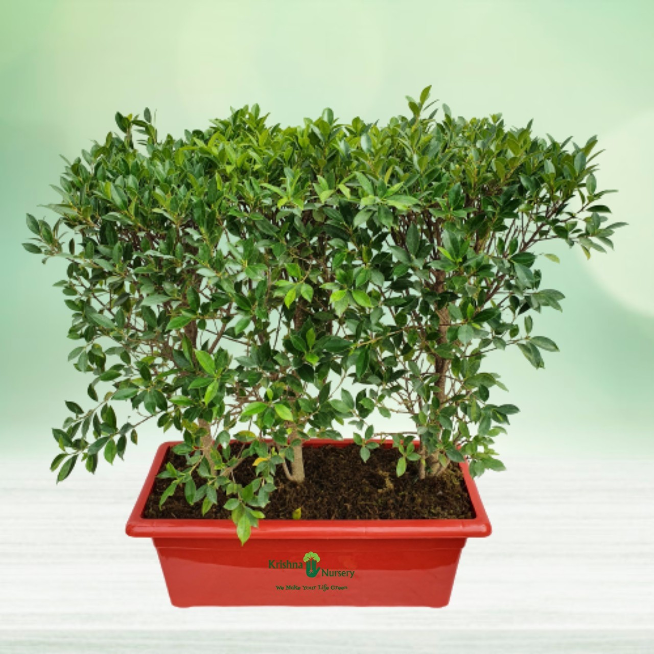 Micro Ficus Hedge Plant - 30 inch - Red Pot