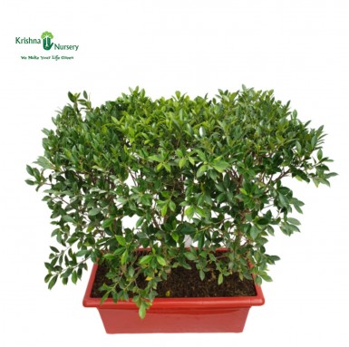 Micro Ficus Hedge Plant - Outdoor Plants -  - micro-ficus-hedge-plant -   