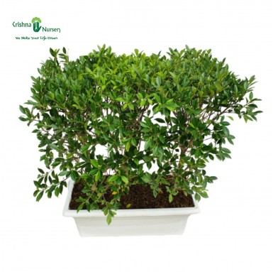 Micro Ficus Hedge Plant - 30 inch - White Pot