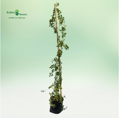 Vernonia Creeper - 14 inch - Poly Bag