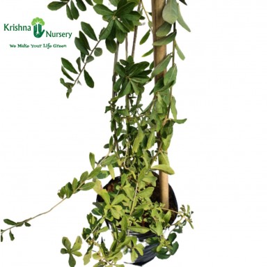 Vernonia Creeper (Parda Bail) - Climber Plants -  - vernonia-creeper-parda-bail -   