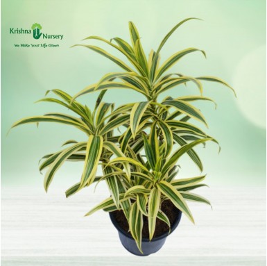 Song of India Golden (Dracaena Reflexa) - Indoor Plants -  - song-of-india-golden-dracaena-reflexa -   