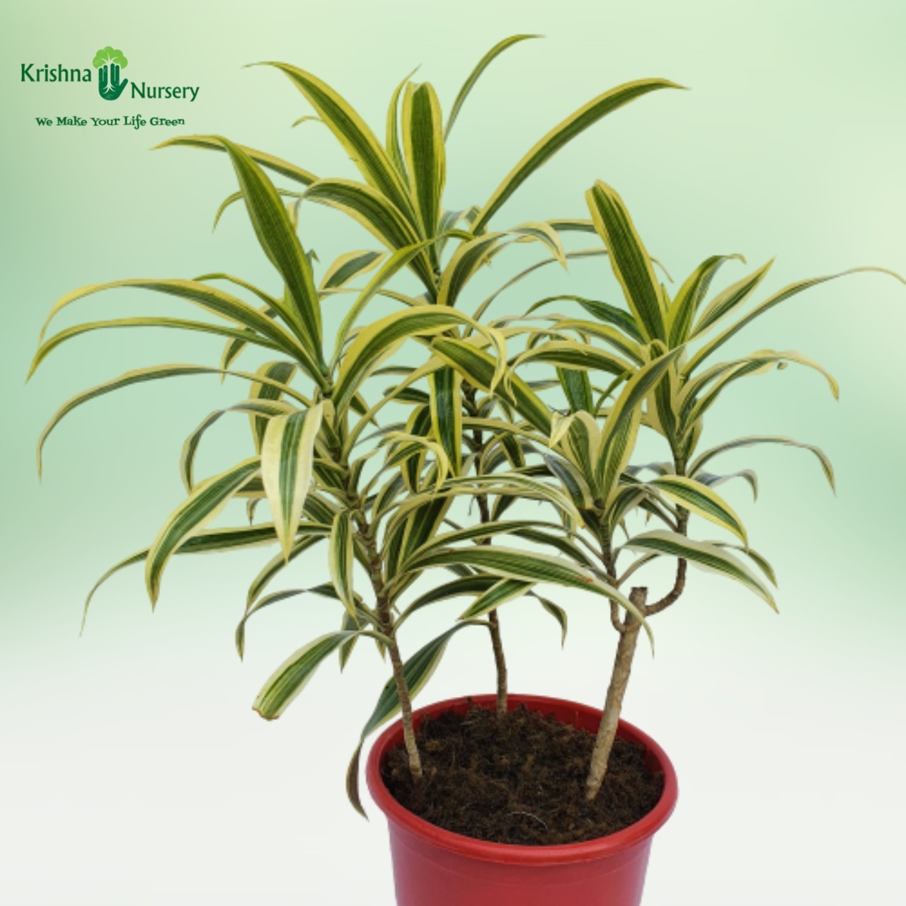 Song of India Golden (Dracaena Reflexa) - Indoor Plants -  - song-of-india-golden-dracaena-reflexa -   