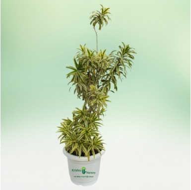 Dracaena Reflexa Plant - 16 inch - White Pot