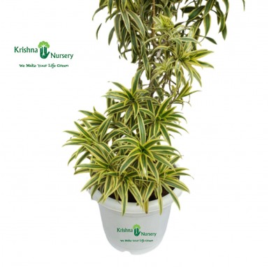 Dracaena Reflexa Plant (Song Of India) - Indoor Plants -  - dracaena-reflexa-plant-song-of-india -   