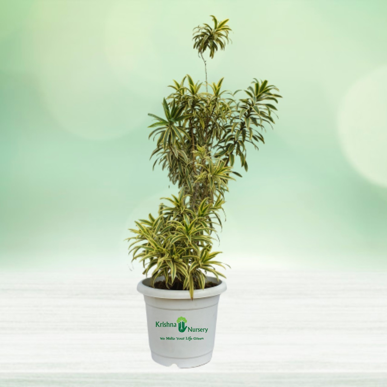 Dracaena Reflexa Plant - 16 inch - White Pot