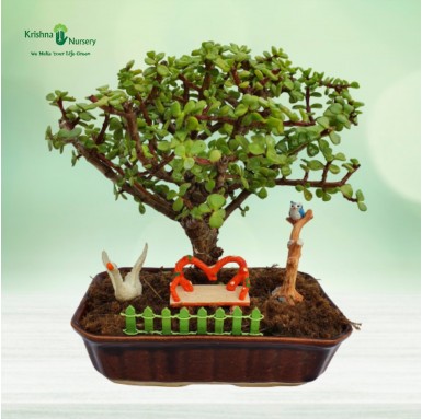 Jade Miniature Bonsai Plant