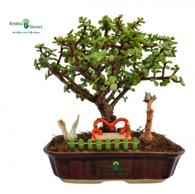 Jade Miniature Bonsai Plant - Bonsai Plants -  - jade-miniature-bonsai-plant -   