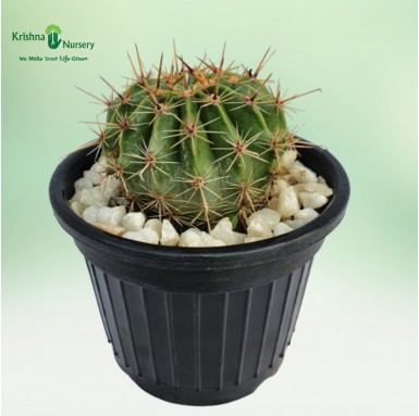 Small Cactus Plant