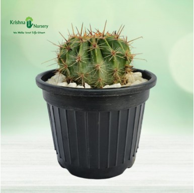 Small Cactus Plant - Cactus Plants -  - small-cactus-plant -   