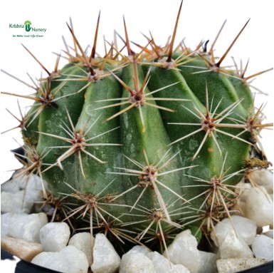 Small Cactus Plant - Cactus Plants -  - small-cactus-plant -   