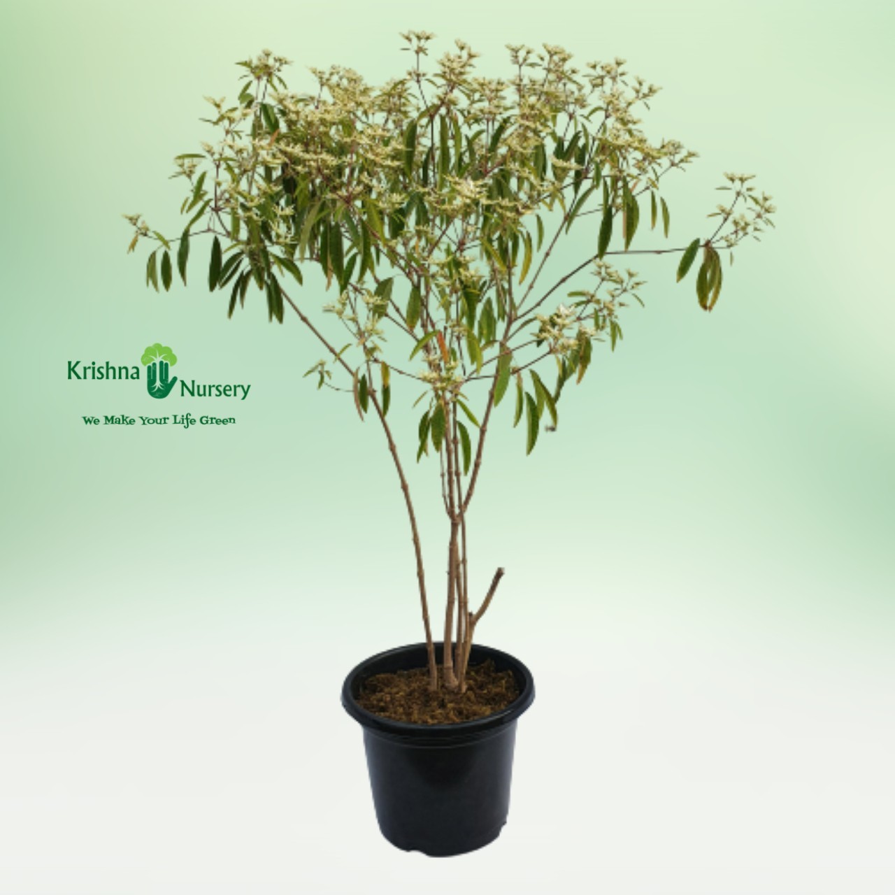 White Poinsettia Plant - 10 inch - Black Pot