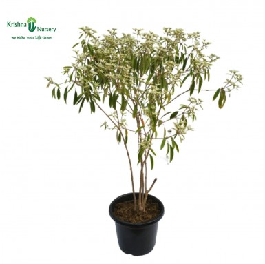 White Poinsettia Plant - Outdoor Plants -  - white-poinsettia-plant -   