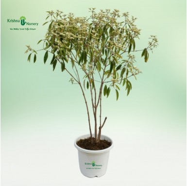 White Poinsettia Plant - 10 inch - White Pot