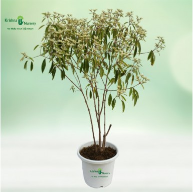 White Poinsettia Plant - 10 inch - White Pot