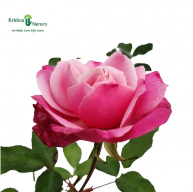 Pink Rose Plant - 10 inch - Poly Bag