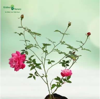 Pink Rose Plant - Flower Plants -  - pink-rose-plant -   