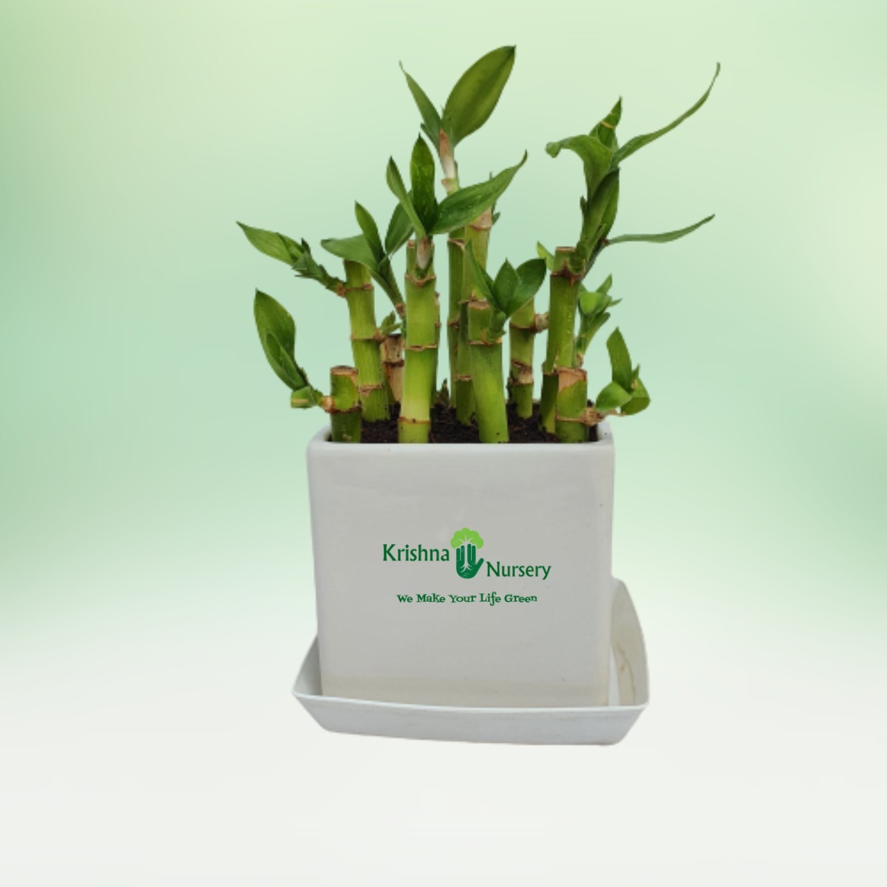 Lucky Bamboo Plant - 4 inch - White Pot