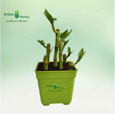 Lucky Bamboo Plant - Table Top Plants -  - lucky-bamboo-plant -   