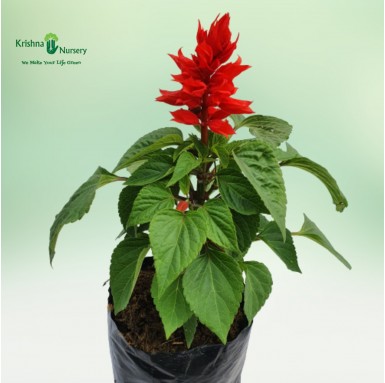 Salvia Plant - 6 inch - Poly Bag