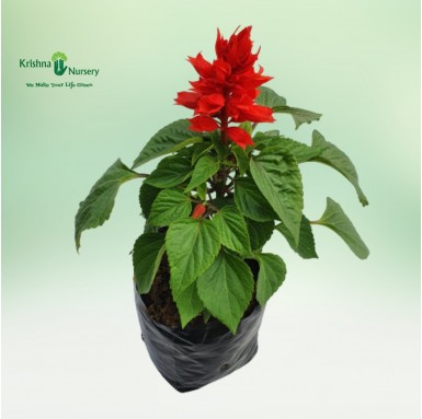 Salvia Plant - 6 inch - Poly Bag