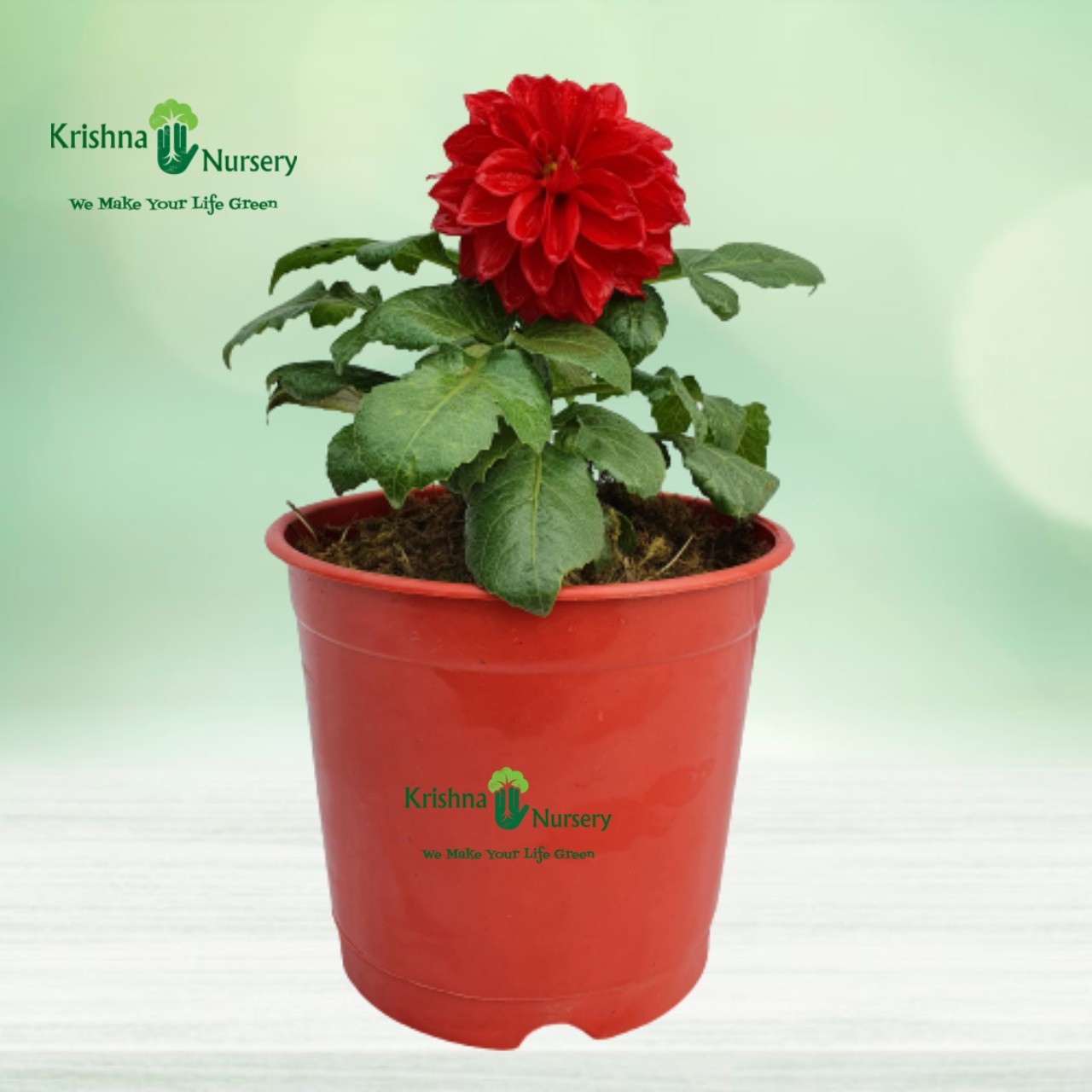 Miniature Dahlia Plant - 6 inch - Red Pot