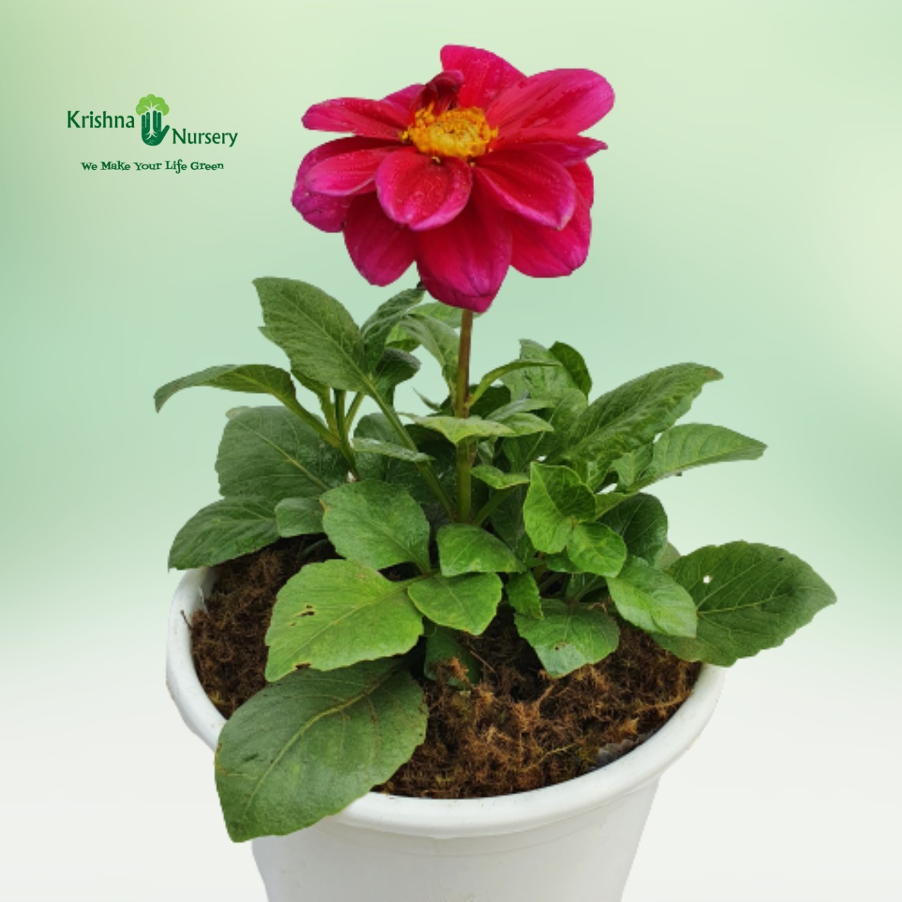 Miniature Dahlia Plant - 6 inch - White Pot