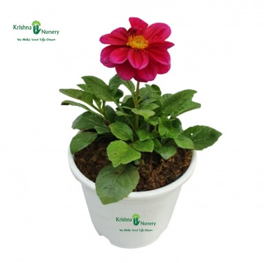 Miniature Dahlia Plant - 6 inch - White Pot