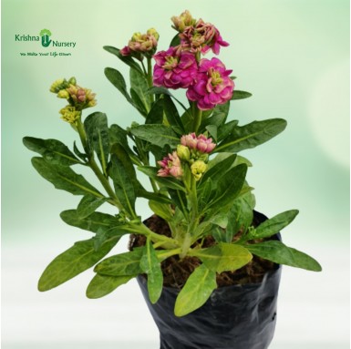 Stock Plant - Winter Season Plants -  - stock-plant -   
