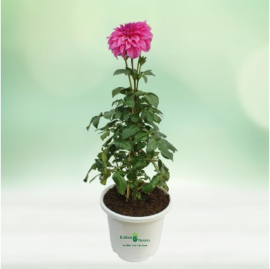 Dahlia Plant - 10 inch - White Pot