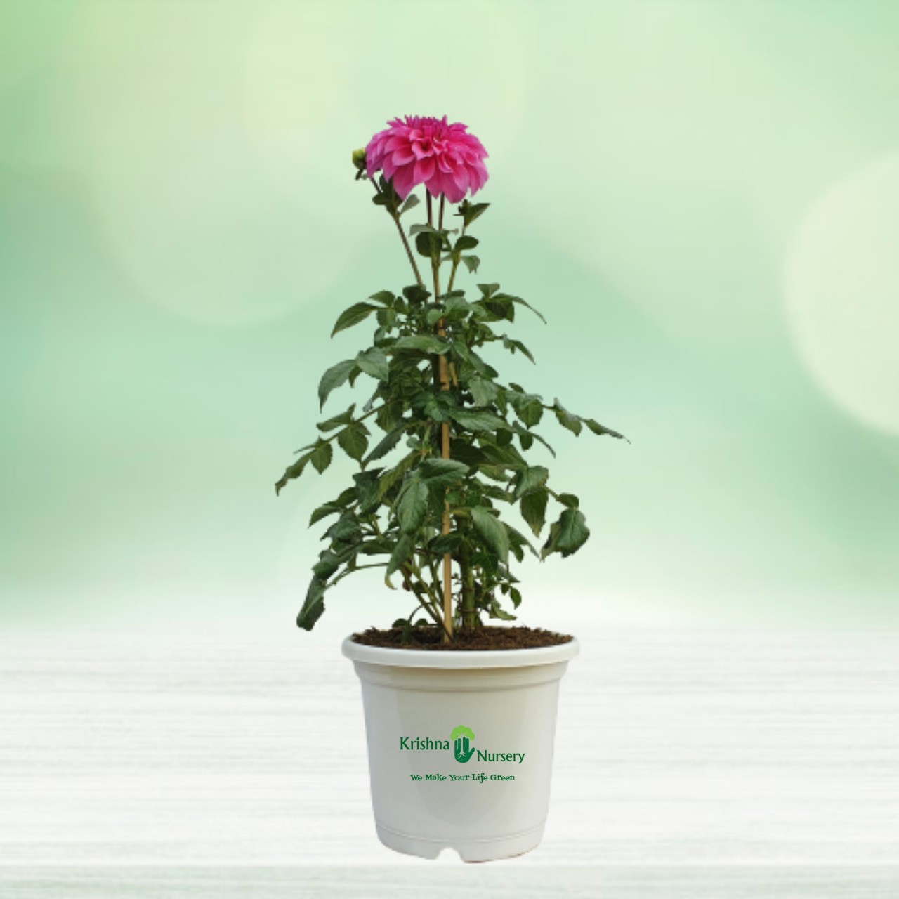 Dahlia Plant - 10 inch - White Pot