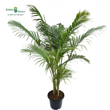 Areca Palm with 10" Pot - Indoor Plants -  - areca-palm-with-10-pot -   