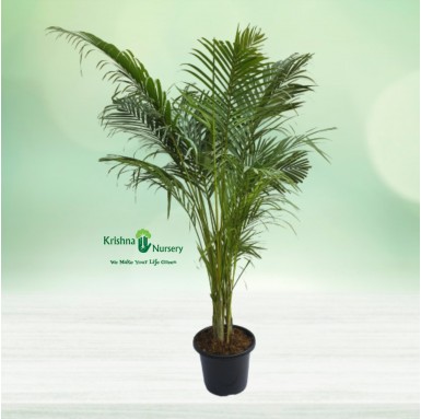 Areca Palm with 10" Pot