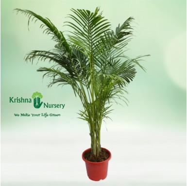 Areca Palm with 10" Pot - Indoor Plants -  - areca-palm-with-10-pot -   