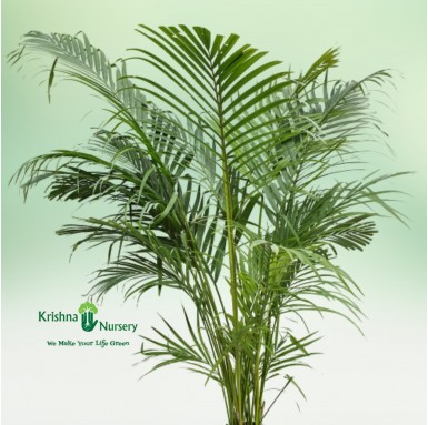 Areca Palm - 10 inch - White Pot