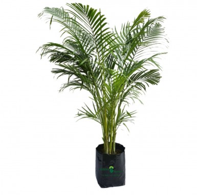 Areca Palm with Polybag - Indoor Plants -  - areca-palm-with-polybag -   