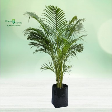 Areca Palm with Polybag