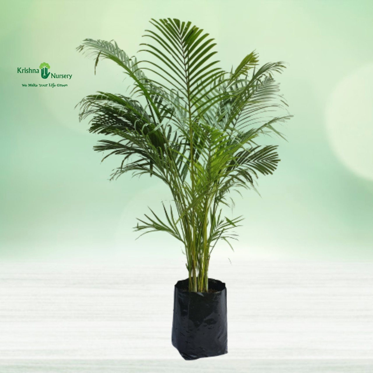 Areca Palm with Polybag - Indoor Plants -  - areca-palm-with-polybag -   