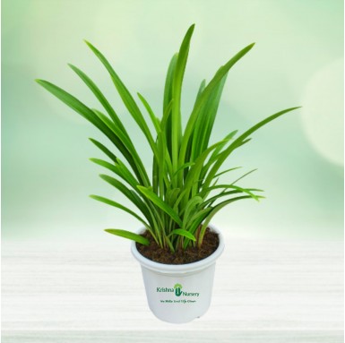 Spider Lily - 10 Inch - White Pot